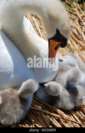 Swan e tre cygnets sul nido a Abbotsbury Swannery, Dorset Foto Stock