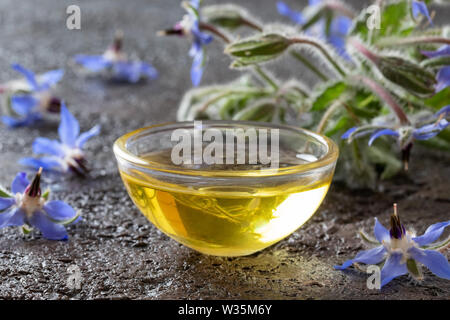 Una coppa di olio di borragine con rigogliosa pianta su sfondo scuro Foto Stock