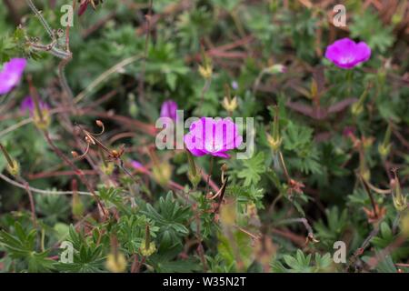 Geranium sanguineum "Bloody Cranesbill' Fiori. Foto Stock