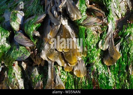 Alghe e mitili esposti a bassa marea Foto Stock