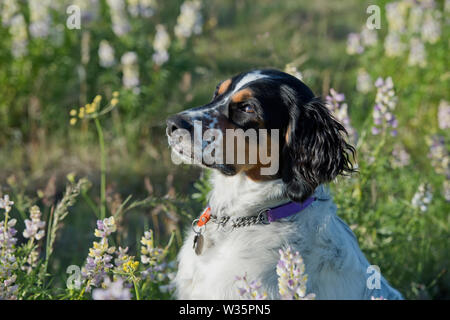 Sei-mese-vecchio setter inglese seduto in una patch di lupino Foto Stock