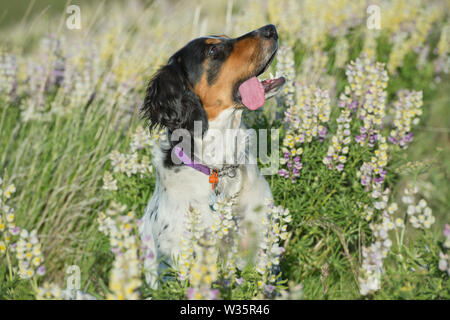 Sei-mese-vecchio setter inglese seduto in una patch di lupino Foto Stock