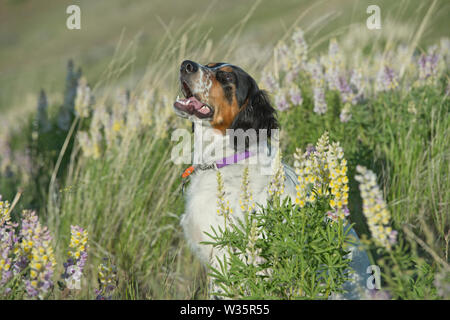 Sei-mese-vecchio setter inglese seduto in una patch di lupino Foto Stock