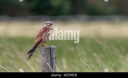 Il maschio di gheppio sul suo orologio per catturare un nuovo pasto per i suoi nidiacei con un bel campo sfocati in background Foto Stock