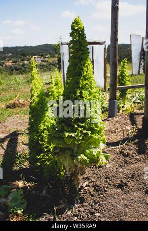 Molto pedaggio di lattuga coltivata sul terreno. Fresco vegetale nativo. Uno stile di vita sostenibile. Orto familiare. Foto Stock