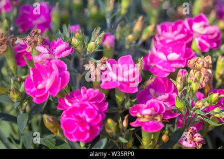 Sfondo di Dianthus Flower Garden. Foto Stock