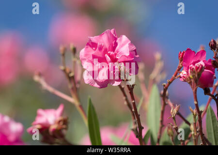 Oleandro Rosa fiori o Nerium oleander. Foto Stock