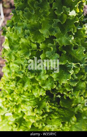 Molto pedaggio di lattuga coltivata sul terreno. Fresco vegetale nativo. Uno stile di vita sostenibile. Orto familiare. Foto Stock