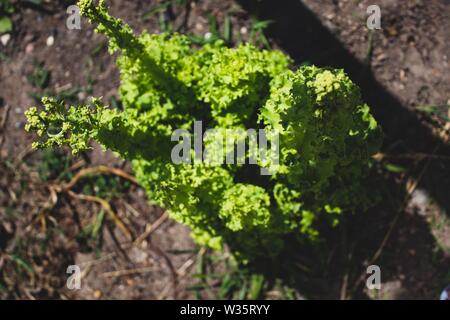 Molto pedaggio di lattuga coltivata sul terreno. Fresco vegetale nativo. Uno stile di vita sostenibile. Orto familiare. Foto Stock