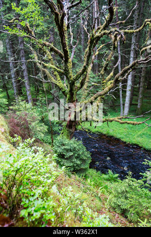 Un morto vecchia quercia ricoperti di MOSS nel bosco vicino a Fort Augustus, Scotland, Regno Unito. Foto Stock