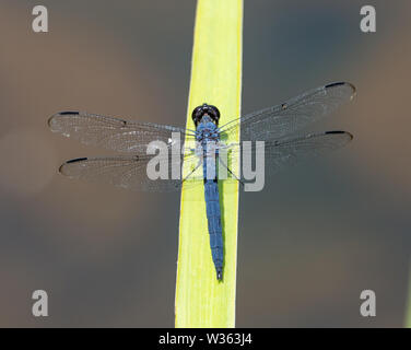 Un slaty skimmer dragonfly appollaiato su un ampia pianta verde in condizioni di luce solare intensa. Foto Stock