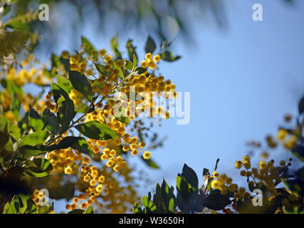 Fiori gialli del Queensland graticcio di argento, Acacia podalyriifolia, famiglia Fabaceae. Foto Stock