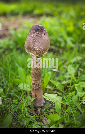 Parasol (fungo Macrolepiota procera o Lepiota procera) su una radura erbosa. Luglio Foto Stock