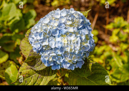 Fioritura crescente ortensia (Hortensia) fiore in Bedugul, Tabanan, Bali, Indonesia Foto Stock