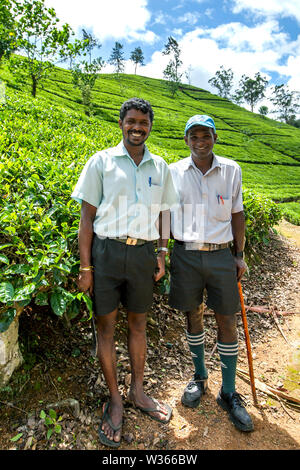 I supervisori di una piantagione di tè a Maskeliya nella provincia centrale di Sri Lanka a stare di fronte ad un lato di una collina coltivata con tè. Foto Stock