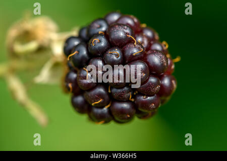 Extreme close up foto di un crescente blackberry su un blackberry bush sotto il sole in British Columbia, Canada Foto Stock