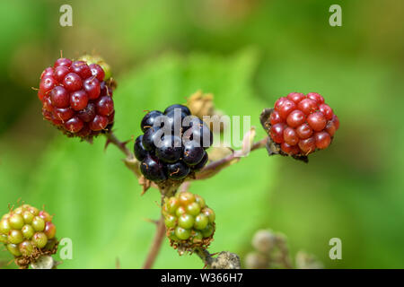 Vicino la foto di un grappolo di blackberry dove ci sono mature e frutti immaturi more in fase differente che cresce su un blackberry bush sotto il sole della BRI Foto Stock