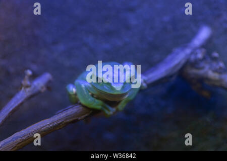 Polypedates dennysii. Il gigante verde copepod, rana seduto su un ramo di notte in un terrario scuro. Blu acquario oscurata Foto Stock