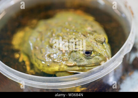 Pyxicephalus adspersus. Il gigante africano bullfrog. La rana verde è un'acqua-pianta, rana di scavo seduti in un secchio di plastica vicino - fino in un terrario. Foto Stock