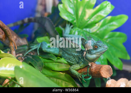 Basiliscus Basiliscus Basiliscus, plumifrons. Un ampio e verde casco-cuscinetto Basilisk si siede su un ramo di albero in un terrario. Basilisk versando la sua pelle, Foto Stock