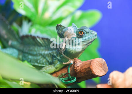 Basiliscus Basiliscus Basiliscus, plumifrons. Un ampio e verde casco-cuscinetto Basilisk si siede su un ramo di albero in un terrario. Basilisk versando la sua pelle, Foto Stock