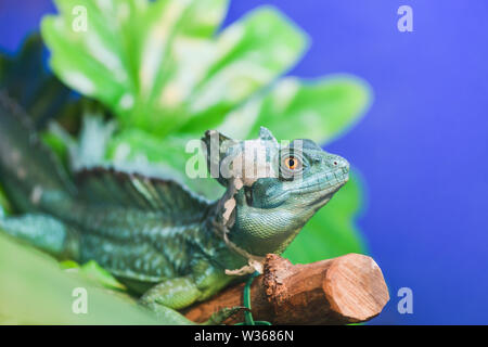 Basiliscus Basiliscus Basiliscus, plumifrons. Un ampio e verde casco-cuscinetto Basilisk si siede su un ramo di albero in un terrario. Basilisk versando la sua pelle, Foto Stock