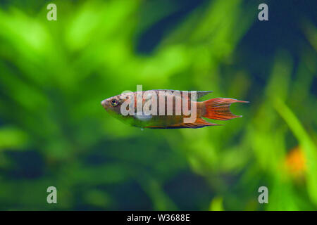 Macropodus opercularis. Pesce ordinario macropod arancione in una striscia grigia nuota in un acquario trasparente con piante verdi. Paradise pesce gourami Macro Foto Stock
