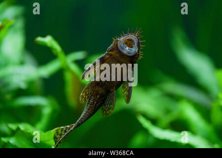 Ancistrus dolichopterus. Pesci ancistrus ordinario, pesce gatto bloccato bloccato al vetro dell'acquario e si può vedere il ventre e la coppa di aspirazione in th Foto Stock