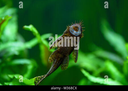 Ancistrus dolichopterus. Pesci ancistrus ordinario, pesce gatto bloccato bloccato al vetro dell'acquario e si può vedere il ventre e la coppa di aspirazione in th Foto Stock