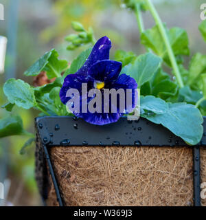 Fiori di pansy in giardino, fiori freschi viola bagnati e viola nero e indaco ricoperti di gocce di pioggia che sbirciano da un cesto appeso. Colore invernale Foto Stock
