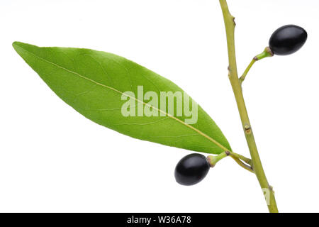 Impianto di alloro e frutti isolati su sfondo bianco Foto Stock