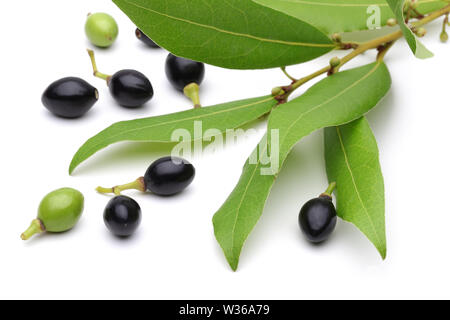 Impianto di alloro e frutti isolati su sfondo bianco Foto Stock