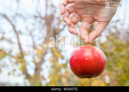 Cibo sano concetto. Donna di mano azienda red apple contro sfocato sfondo naturale. Foto Stock