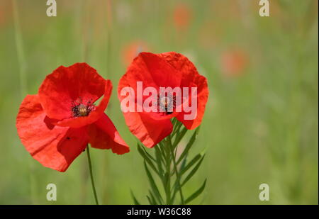 Due blooming papavero rosso fiori selvaggi vicino fino contro il verde prato in soft focus Foto Stock