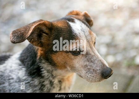 Super dolce dogy doggy ritratto macro sfondo stampe di alta qualità Foto Stock