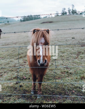 Pony farm in Tasmania Australian Foto Stock