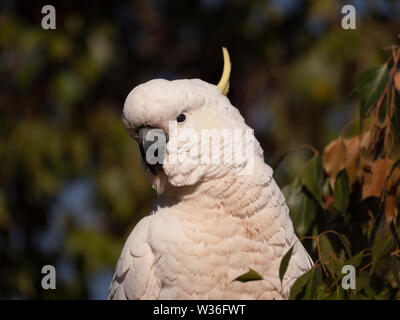 Zolfo-crested Cockatoo, Cacatua galerita, vicino a Dubbo Nuovo Galles del Sud, Australia Foto Stock