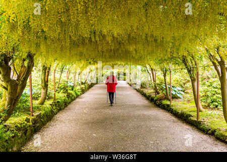 Un visitatore passeggiate sotto il magnifico il Maggiociondolo arch a Bodnant Gardens, Conwy, Wales, Regno Unito Foto Stock