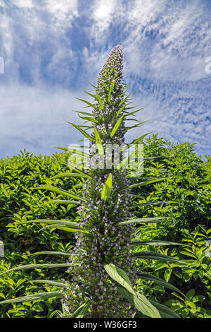 Impianto Echium in giardini formali a Mount Edgcumbe Park Cornwall Estate 2019 Foto Stock