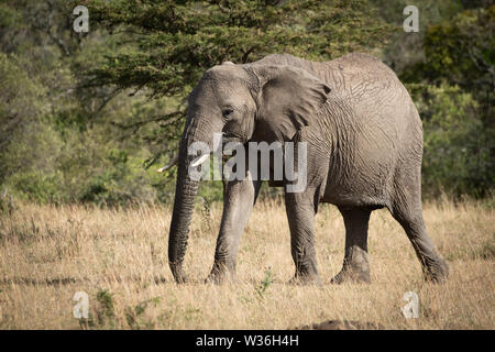 Elefante africano occhi fotocamera camminare sull'erba Foto Stock