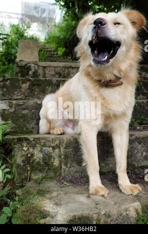 White lunghi capelli del cane maschio sedersi sul passo e sbadiglio, pet su vecchie scale di pietra del giorno Foto Stock