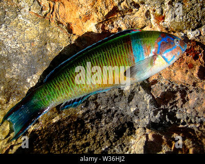 Corallo colorato pesce macro sfondo arte Foto Stock