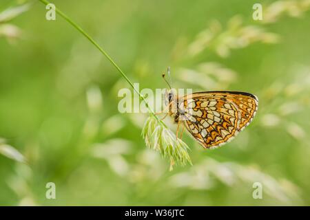 Vista laterale del falso heath fritillary, in via di estinzione farfalla posata sul prato verde. Bianco ha mezze lune e bande di color bianco panna e arancione della dama. Foto Stock