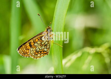 Vista laterale del falso heath fritillary, minacciata farfalla posata sul prato verde. È metà bianca lune e bande di color bianco panna. Foto Stock