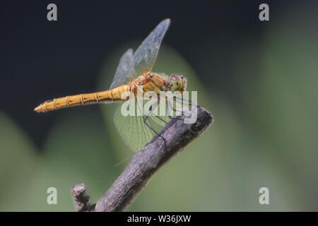 Dragonfly su un bastone, macro close-up Foto Stock