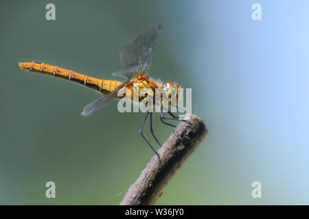 Dragonfly su un bastone, macro close-up Foto Stock