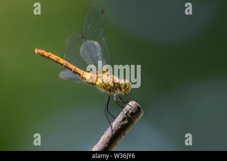 Dragonfly su un bastone, macro close-up Foto Stock