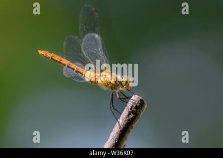 Dragonfly su un bastone, macro close-up Foto Stock