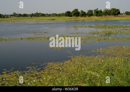 Bianco loto egiziano, Nymphaea lotus, Ninfeacee, Burkina Faso, Africa Foto Stock