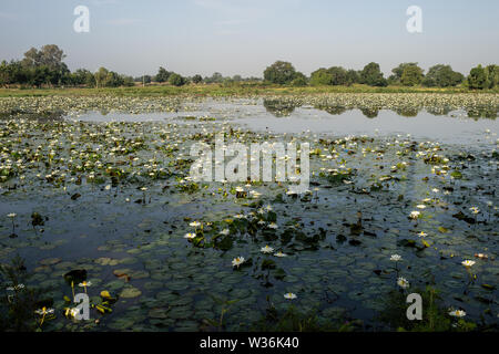 Bianco loto egiziano, Nymphaea lotus, Ninfeacee, Burkina Faso, Africa Foto Stock